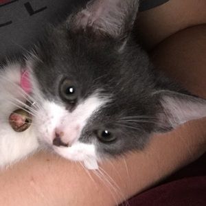 Meet your Posher, Shyan